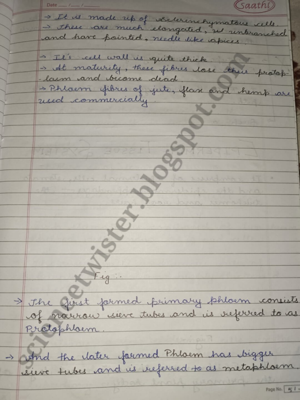Anatomy of flowering plants class 11 notes biology kota notes – Artofit
