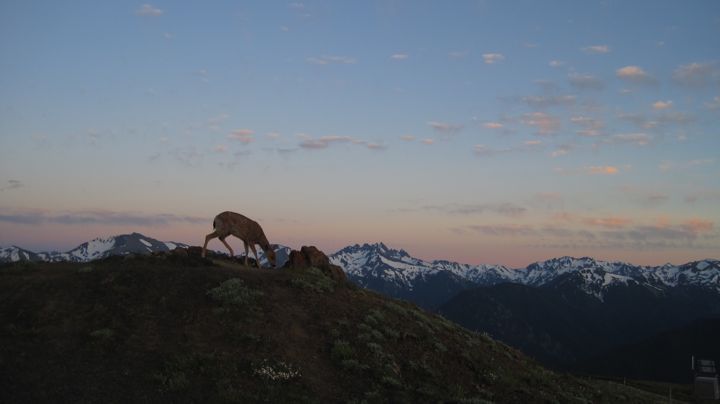 Deer Park, Washington Deer Park, Denali, Hometown, Seattle, Roots