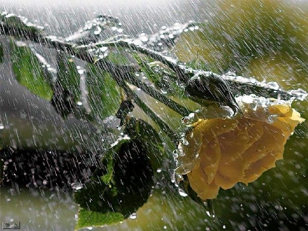 雨に打たれる薔薇 そんなあなたに 雨 美しい 写真