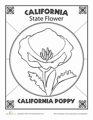 California State Flower Worksheet Education Com California State California Poppy Art Lessons Elementary