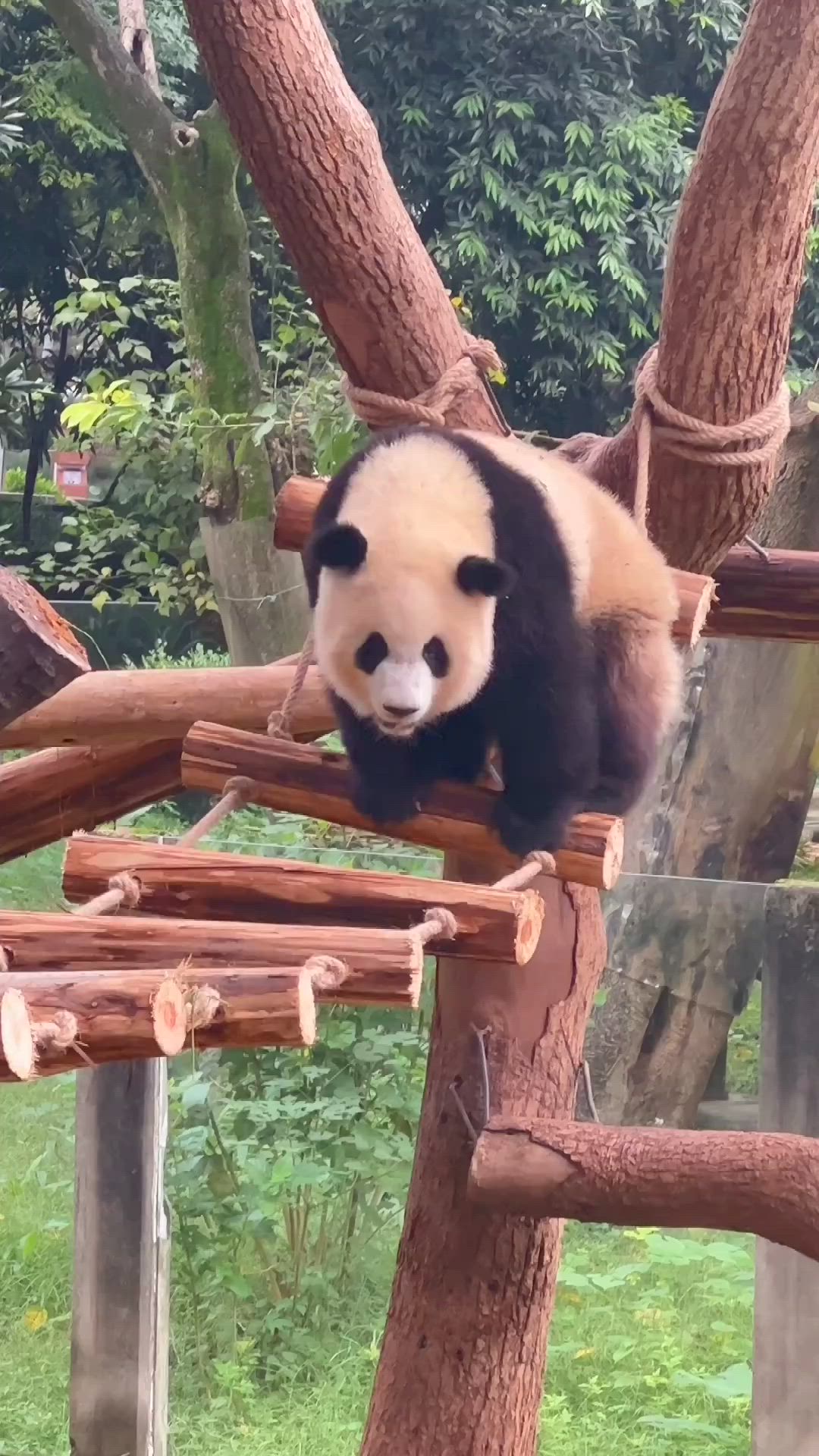 Cool Panda Panda Bear Baby Panda Bears Cool Panda cool-panda-panda-bear-baby-panda-bears-cool-panda